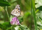 Rick Swartzentrover  American Lady Butterfly - Vanessa virginiensis