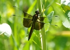 Rick Swartzentrover  Widow Skimmer (female or immature male - no white patches)