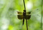 Rick Swartzentrover  Widow Skimmer (female or immature male - no white patches)