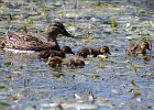 Rick Swartzentrover  Mallard (female) &#38; Ducklings