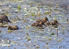 Rick Swartzentrover  Mallard (female) &#38; Ducklings