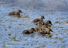 Rick Swartzentrover  Mallard Ducklings