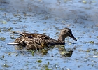 Rick Swartzentrover  Mallard (female) &#38; Duckling