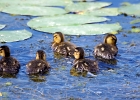 Rick Swartzentrover  Mallard Ducklings