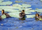 Rick Swartzentrover  Mallard Ducklings