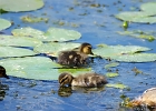 Rick Swartzentrover  Mallard Ducklings