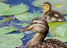 Rick Swartzentrover  Mallard (female) &#38;  Duckling