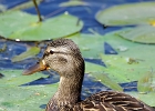 Rick Swartzentrover  Mallard (female)