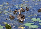 Rick Swartzentrover  Mallard (female) &#38;  Ducklings