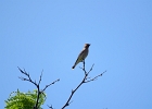 Rick Swartzentrover  Cedar Waxwing