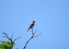 Rick Swartzentrover  Cedar Waxwing