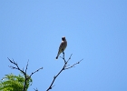 Rick Swartzentrover  Cedar Waxwing