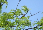 Rick Swartzentrover  Cedar Waxwing