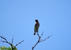 Rick Swartzentrover  Cedar Waxwing