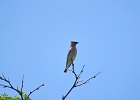 Rick Swartzentrover  Cedar Waxwing