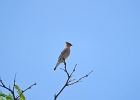 Rick Swartzentrover  Cedar Waxwing