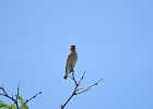 Rick Swartzentrover  Cedar Waxwing