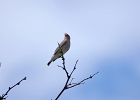 Rick Swartzentrover  Cedar Waxwing