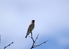 Rick Swartzentrover  Cedar Waxwing