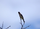 Rick Swartzentrover  Cedar Waxwing