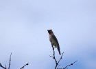 Rick Swartzentrover  Cedar Waxwing
