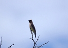 Rick Swartzentrover  Cedar Waxwing