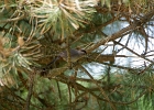 Rick Swartzentrover  Gray Catbird