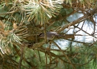 Rick Swartzentrover  Gray Catbird