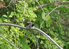 Rick Swartzentrover  Brewer&#39;s Blackbird (male)