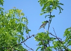 Rick Swartzentrover  Eastern Kingbird
