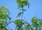 Rick Swartzentrover  Eastern Kingbird