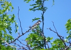 Rick Swartzentrover  Eastern Kingbird