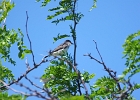 Rick Swartzentrover  Eastern Kingbird