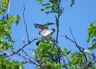 Rick Swartzentrover  Eastern Kingbird
