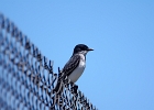 Rick Swartzentrover  Eastern Kingbird