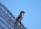 Rick Swartzentrover  Eastern Kingbird