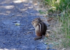 Rick Swartzentrover  Eastern Chipmunk