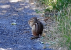 Rick Swartzentrover  Eastern Chipmunk