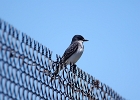 Rick Swartzentrover  Eastern Kingbird