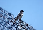 Rick Swartzentrover  Eastern Kingbird