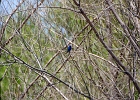 Rick Swartzentrover  Indigo Bunting (male) breeding