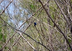 Rick Swartzentrover  Indigo Bunting (male) breeding