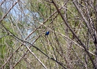 Rick Swartzentrover  Indigo Bunting (male) breeding