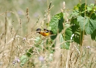 Rick Swartzentrover  Baltimore Oriole (male)