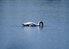 Rick Swartzentrover  Mute Swan