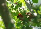 Rick Swartzentrover  Northern Cardinal (male)