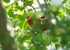 Rick Swartzentrover  Northern Cardinal (male)