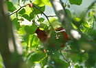Rick Swartzentrover  Northern Cardinal (male)