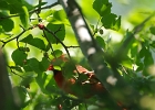 Rick Swartzentrover  Northern Cardinal (male)