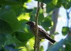 Rick Swartzentrover  Red-winged Blackbird (female)